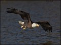 _1SB8690 american bald eagle
